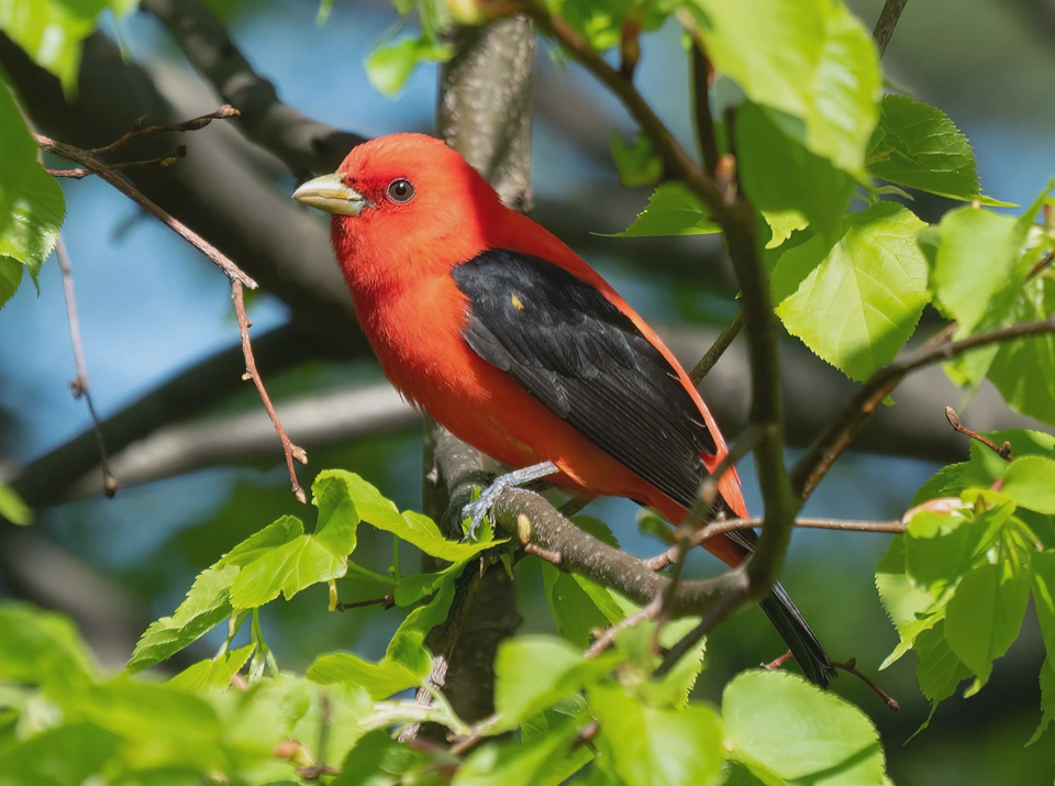 Cato, the scarlet Tanager (crop of a photo by Rhododendrites).