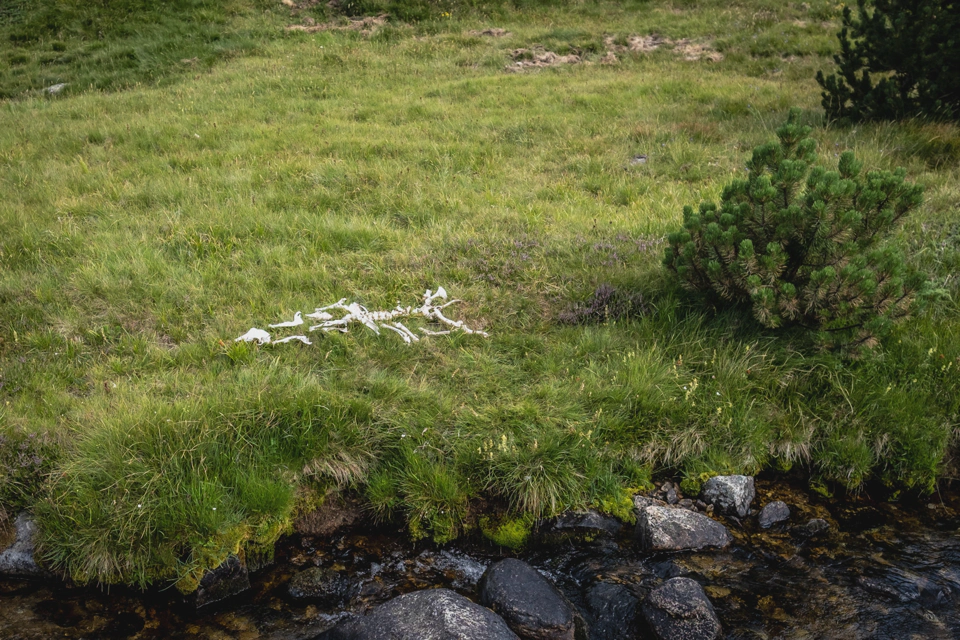 Animal bones laying near a river that creeped our expat travel companion.