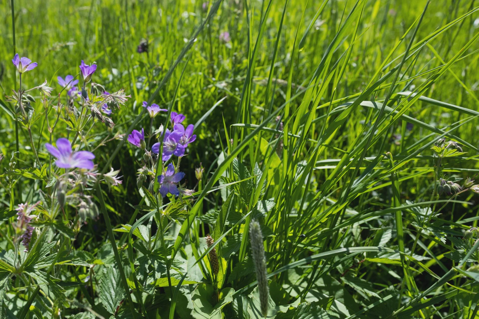 Purple wildflowers and grass.