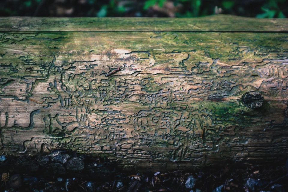 Alien messages carved into wood.