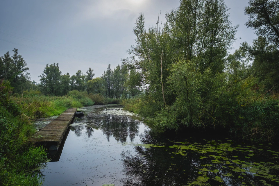 Swamp at the Biesbosch.