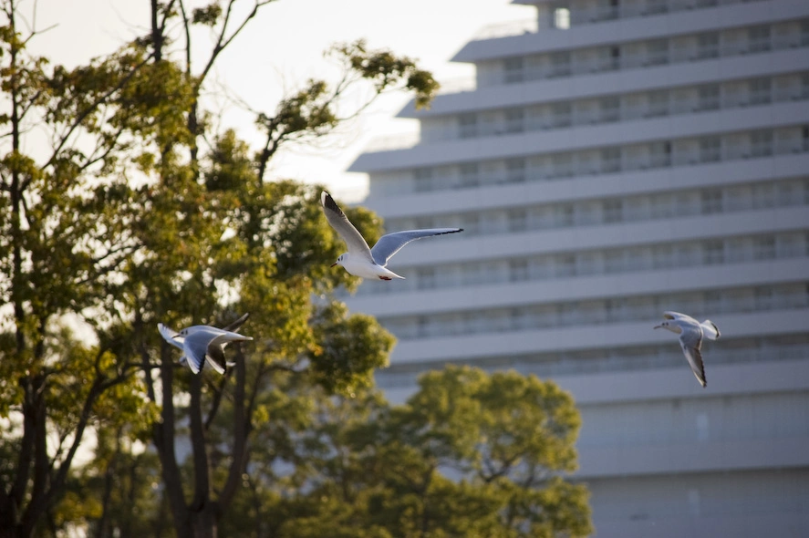 tres-gaviotas-volando-delante-de-meriken-park-oriental-hotel-kobe.webp