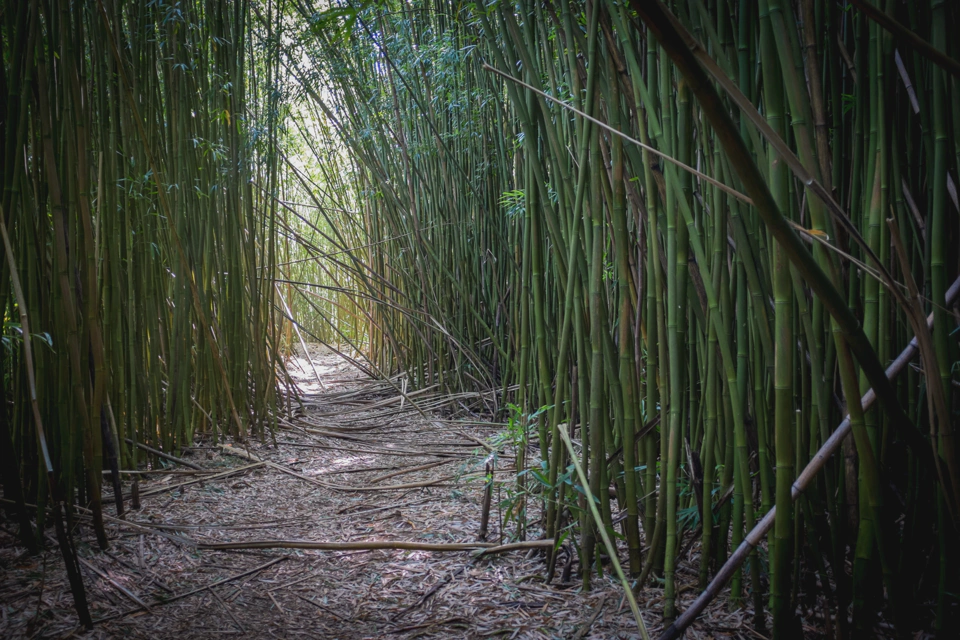 Inside the bamboo forest.
