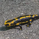 /attachments/hikes/adliswil/fire_salamander_hu14980958218500142852.webp