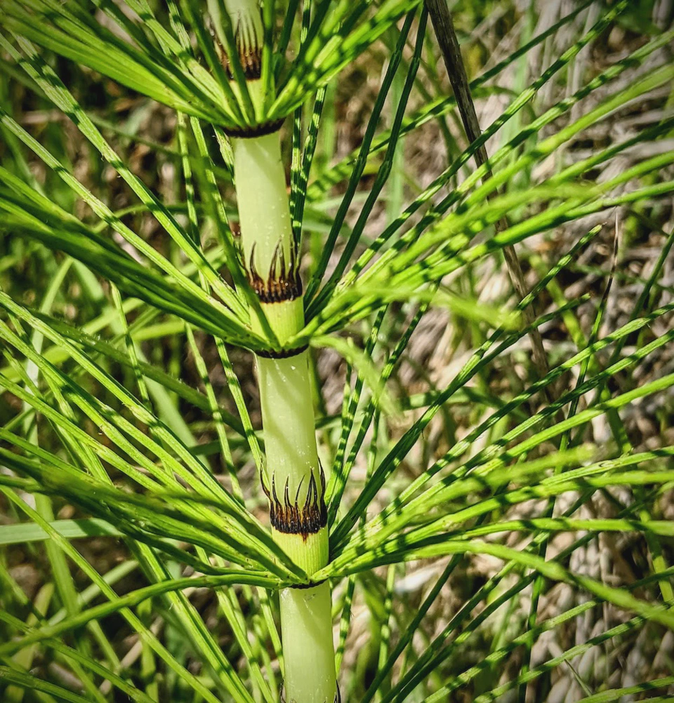 A horsetail.