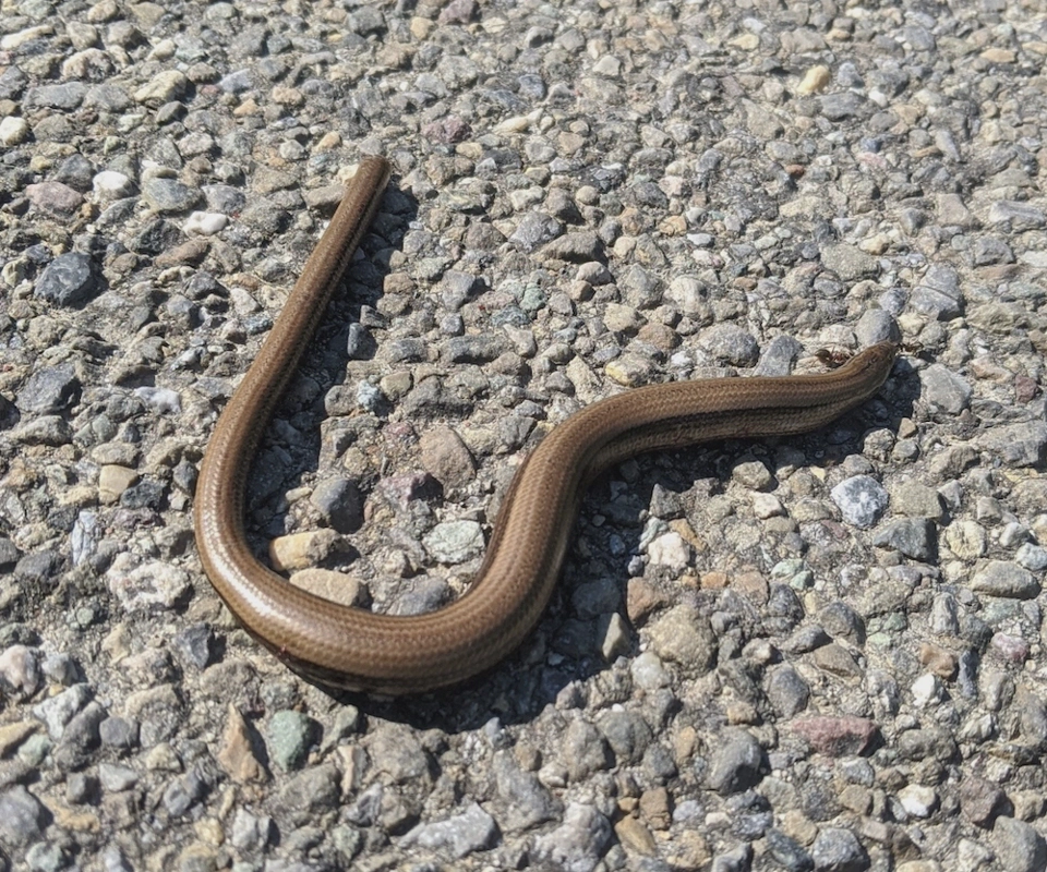 A slowworm.