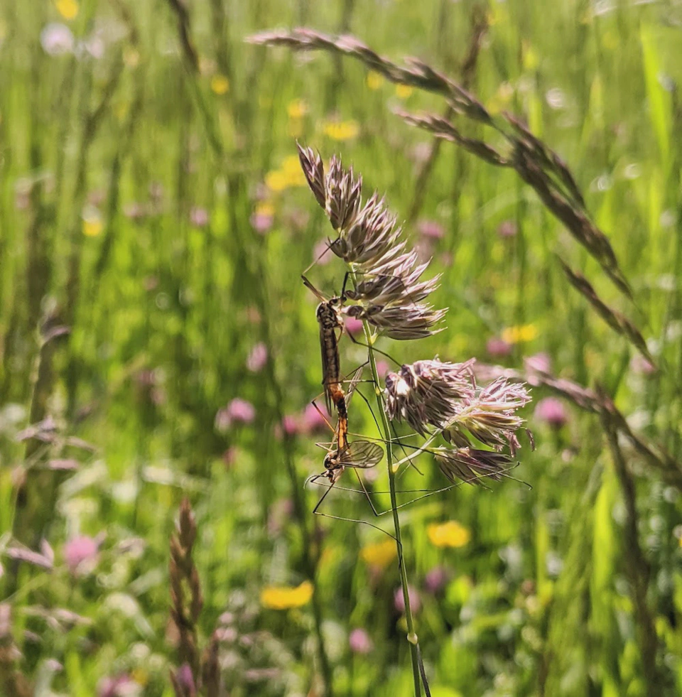 Two insects mating, or an insect with two heads?