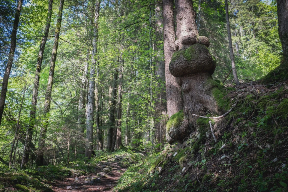 Cookie Monster inside a tree.