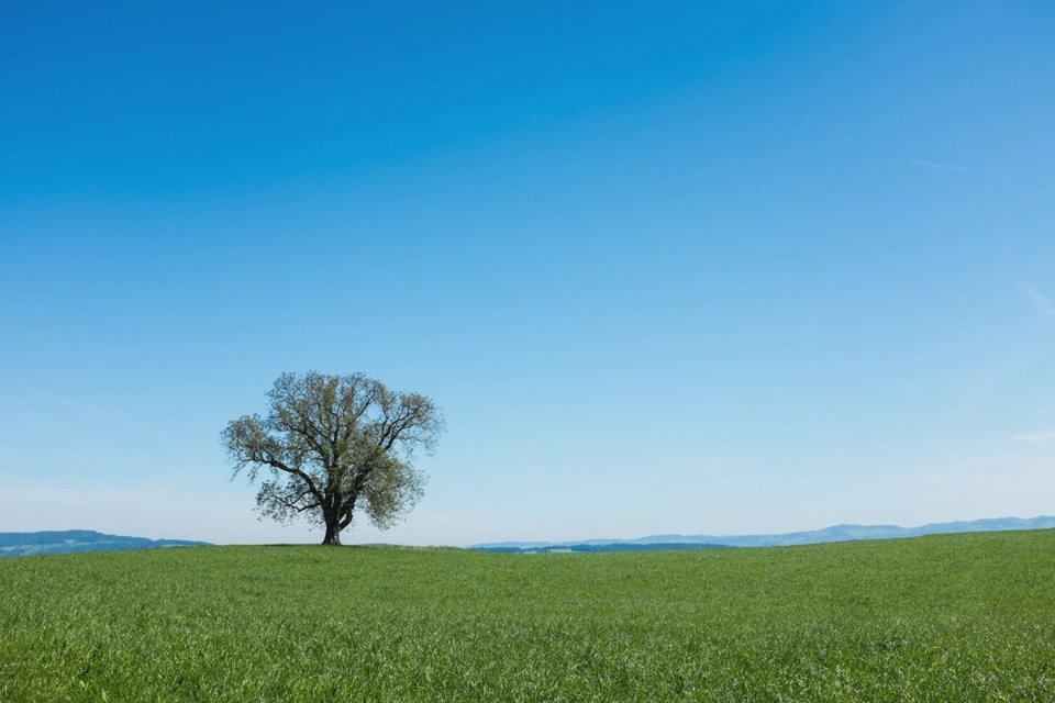 tree-alone-on-a-prairie.webp