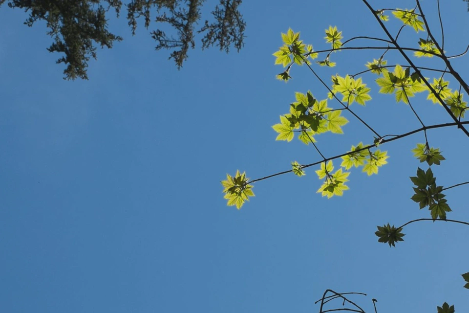 Click on the image to see the nice details on the shiny leaves.