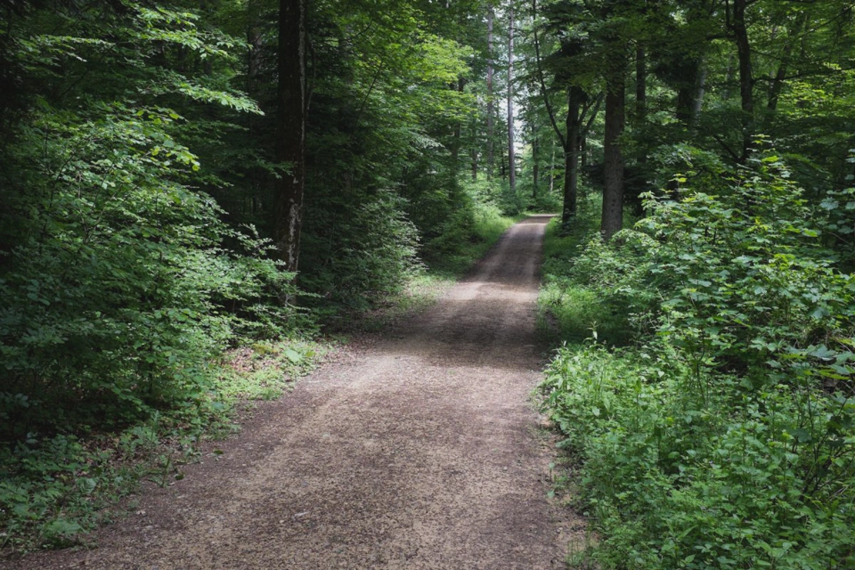 One of the various forests we crossed.