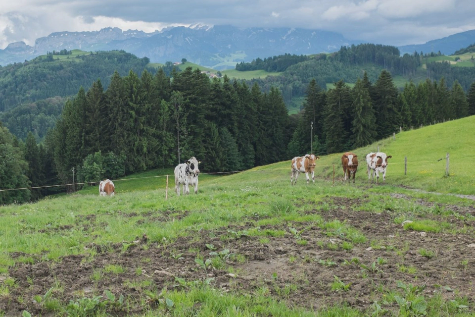 Cows interested in our hummus.