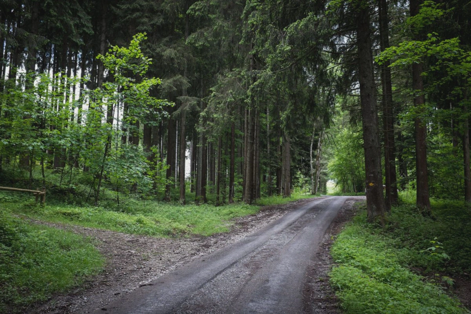 hiking-trail-through-forest-trogen.webp