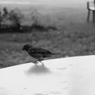 /attachments/literary/wind/sparrow-on-outdoors-table-edge-bw_hu6867433877565071130.webp