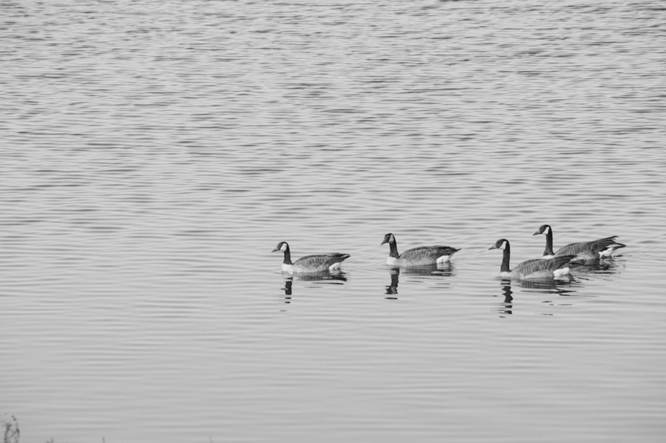 bw-geese-flock-swimming.webp