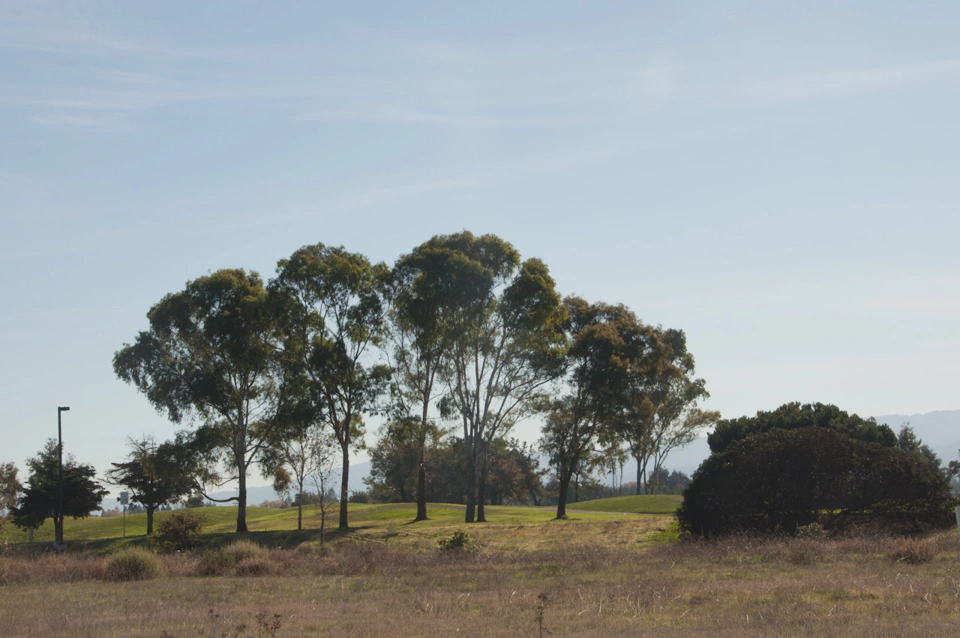 shoreline-park-tree-in-sunny-day.webp