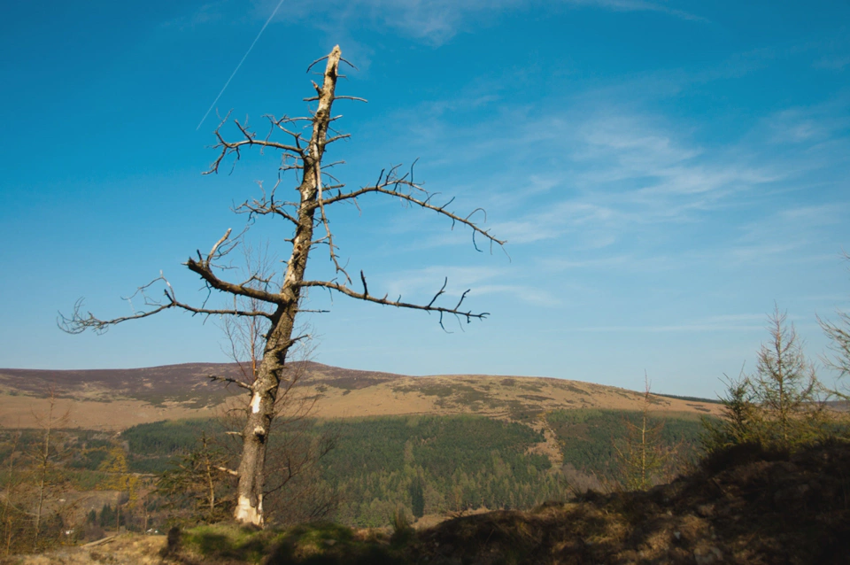 dead-tree-against-glendalough-valley-sunny-sky.webp