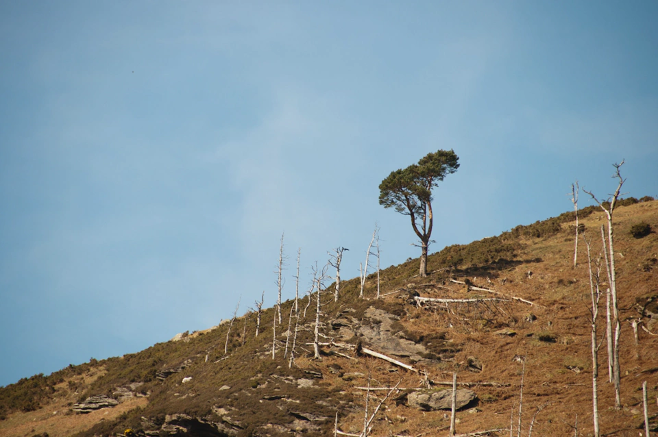 Tree standing alone among burnt friends.