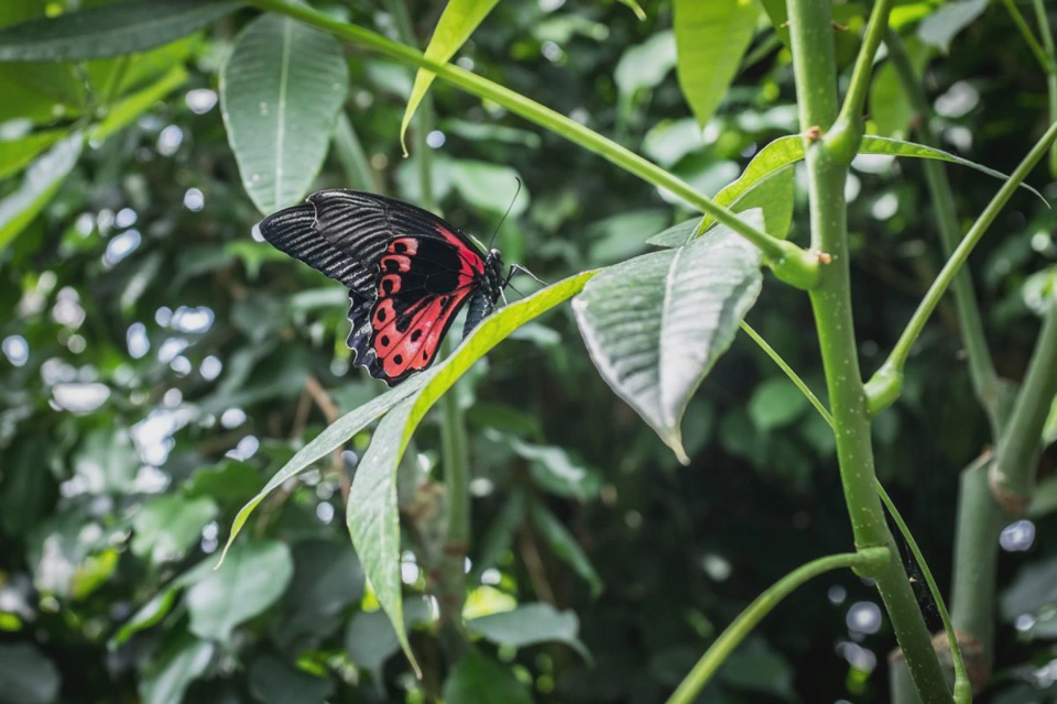 Inside Mainau’s butterfly house.