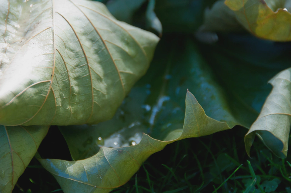 curled-leaves-on-grass.webp