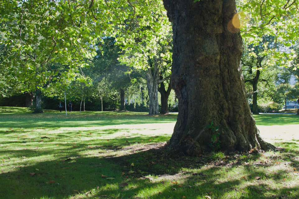 treet-at-saint-stephens-green-park-dublin-2.webp