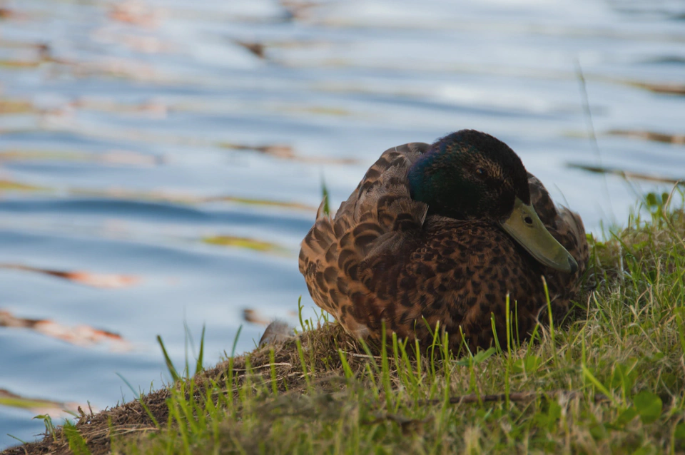 As with other Irish cities with canals or rivers ducks and seagulls are everywhere.