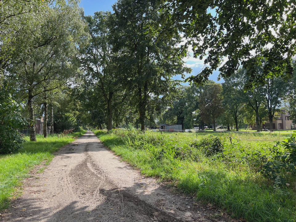 A trail leading off from village road into a forest.